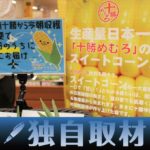 【独自取材】北海道産のトウモロコシ、収穫当日に首都圏のスーパーで販売可能