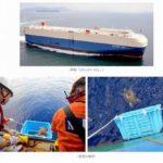 商船三井、アカウミガメ回遊経路調査に自動車船が海上輸送で協力