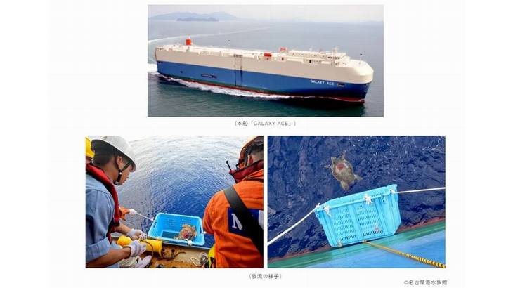 商船三井、アカウミガメ回遊経路調査に自動車船が海上輸送で協力