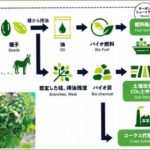 栗林商船、モザンビークで非可食作物「ジャトロファ」由来のバイオ燃料栽培・流通目指す活動に参加