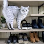 NTTロジスコ、靴販売事業者向けに店舗在庫再配分を最適化する新サービス開始