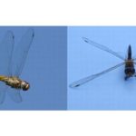 【物流で光るCSR】生態系に影響の可能性持つウスバキトンボ、世界を航行する船活用し生態解明へ