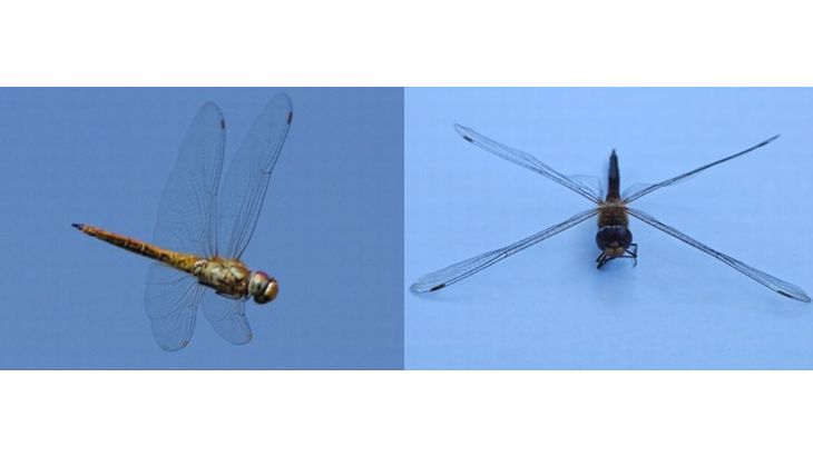 【物流で光るCSR】生態系に影響の可能性持つウスバキトンボ、世界を航行する船活用し生態解明へ