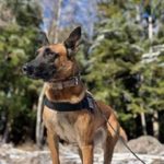 郵船ロジが国内RAフォワーダー初、成田拠点で爆発物探知犬使い安全確認へ