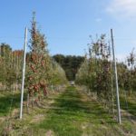 鈴与商事が日本農業と資本・業務提携、青森でりんご生産開始へ