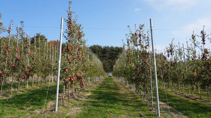 鈴与商事が日本農業と資本・業務提携、青森でりんご生産開始へ