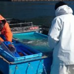 日建リースが三重～東京・豊洲で活魚の鉄道輸送実験、生存率100%を実証