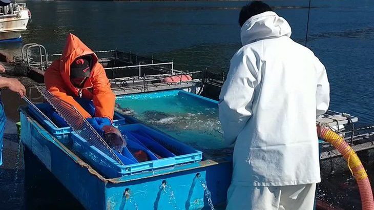 日建リースが三重～東京・豊洲で活魚の鉄道輸送実験、生存率100%を実証