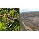 商船三井などがインドネシアで油含む植物のボンガミア栽培プロジェクト開始、バイオ燃料原料の供給可能性探る