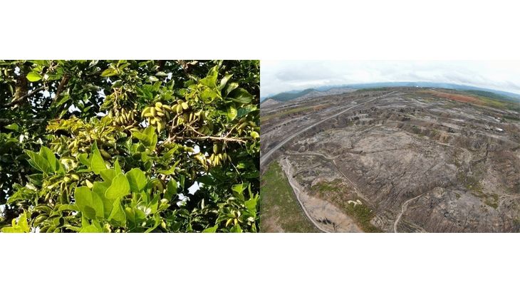 商船三井などがインドネシアで油含む植物のボンガミア栽培プロジェクト開始、バイオ燃料原料の供給可能性探る